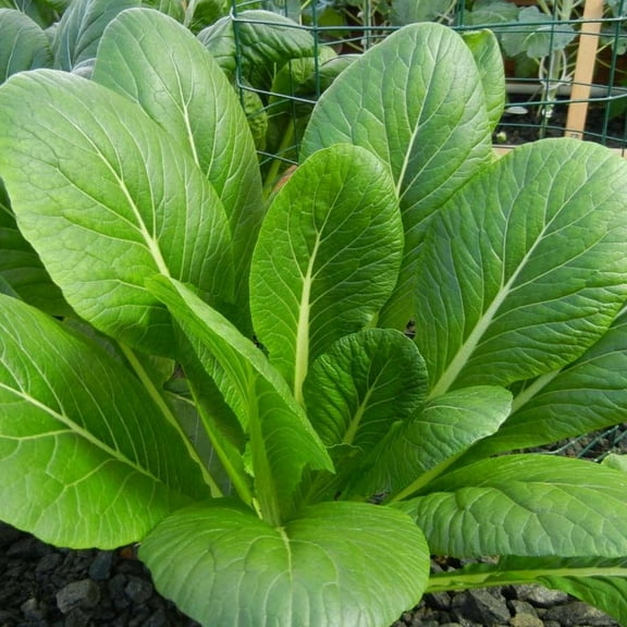 TomorrowSeeds - Komatsuna Mustard Green Spinach Seeds - 6000  Count - For 2026 Planting Brassica