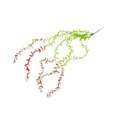thumbnail image 2 of Spring Wicker Fake Flowers Rattan Winding Ceiling Decoration Simulation Wicker Leaves Plastic Osier Leaves Aquascape Foliage Hanging Basket Rattan, 2 of 6