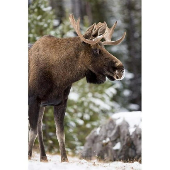 Posterazzi PDDCN01RJA0001 Alberta Jasper National Park Bull Moose Wildlife Poster Print by Rebecca Jackrel - 19 x 29 in.