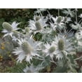 thumbnail image 3 of Alpine Sea Holly Seeds - 50 Pack - Exotic Garden Plant Seeds, 3 of 3