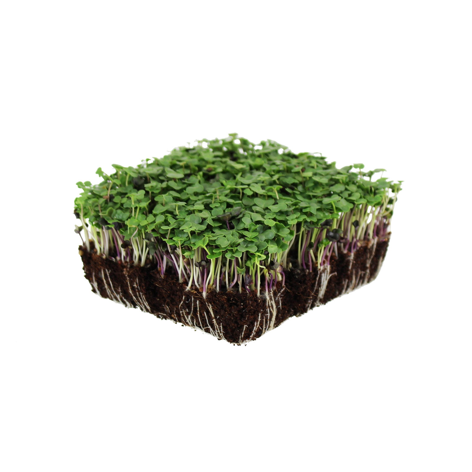 Organic Basic Salad Mix Microgreens Seeds - 50 Lb Resealable Bag - Use for Indoor Gardening, Growing Micro Greens & More | Micro Greens Salad Garden Seeds