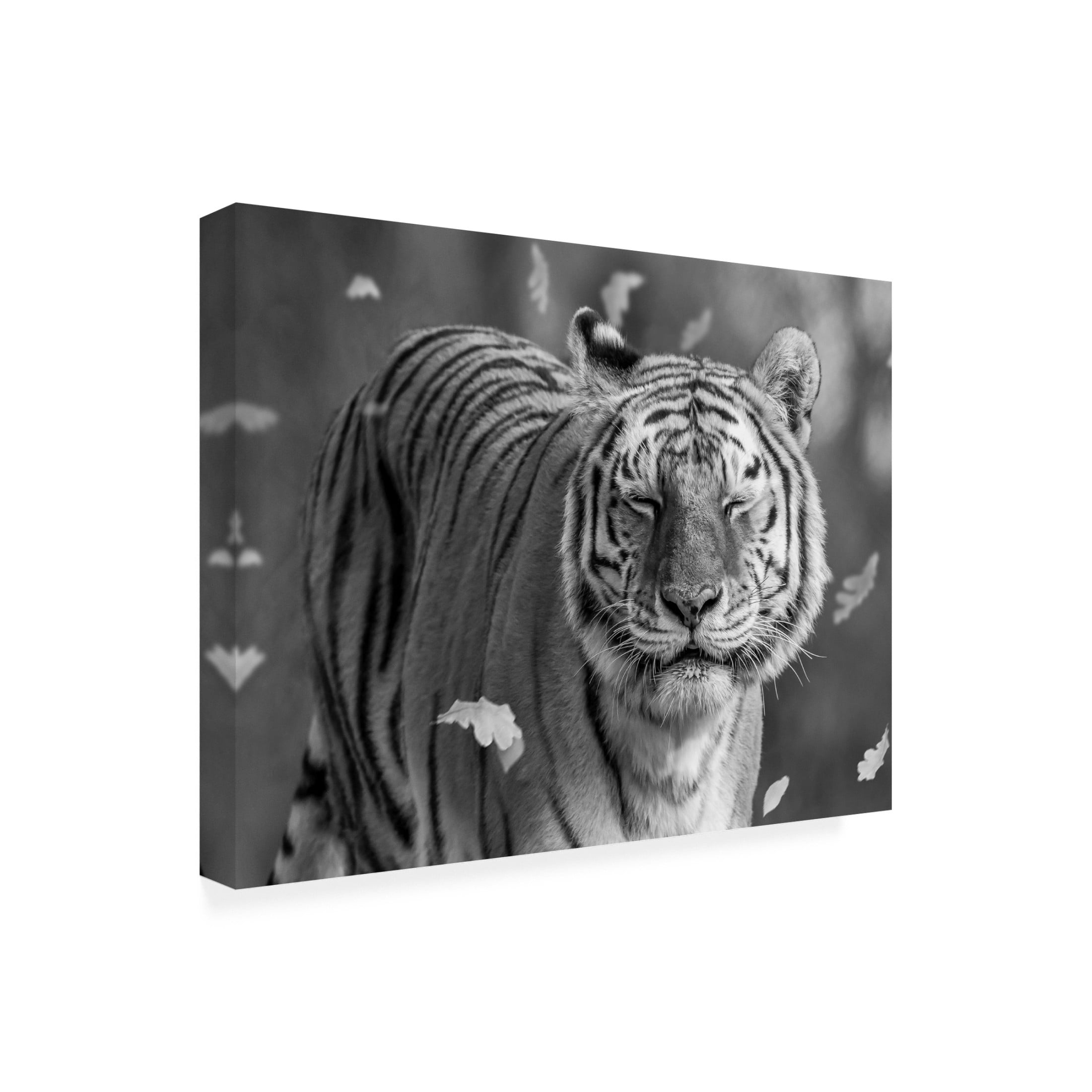Trademark Fine Art Ozan AKTAS  Tiger in The Motion Canvas Wall Art
