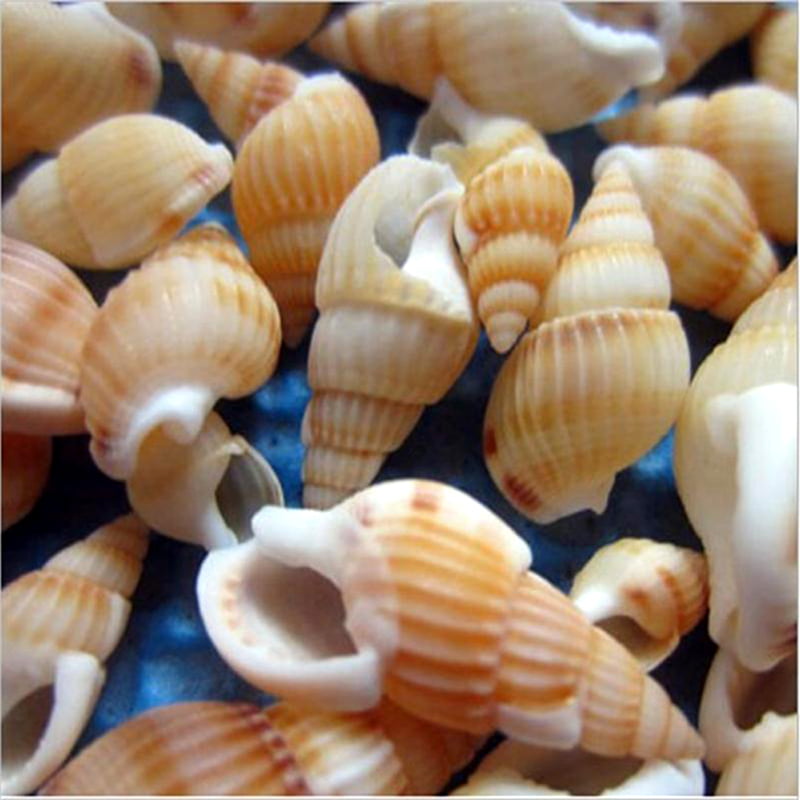 Useful Seashells Conch 100pcs Sea Shells Crafts DIY Decoration Assorted Natural 