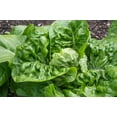 thumbnail image 6 of 3000 Seeds LITTLE GEM LETTUCE Small Romaine Butterhead Lactuca Vegetable Seeds, 6 of 11