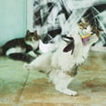 thumbnail image 3 of Feather Cat Toy Refill: Fits Da Bird-Handmade Natural Guinea Feather- by Highland Farms Select, 3 of 3