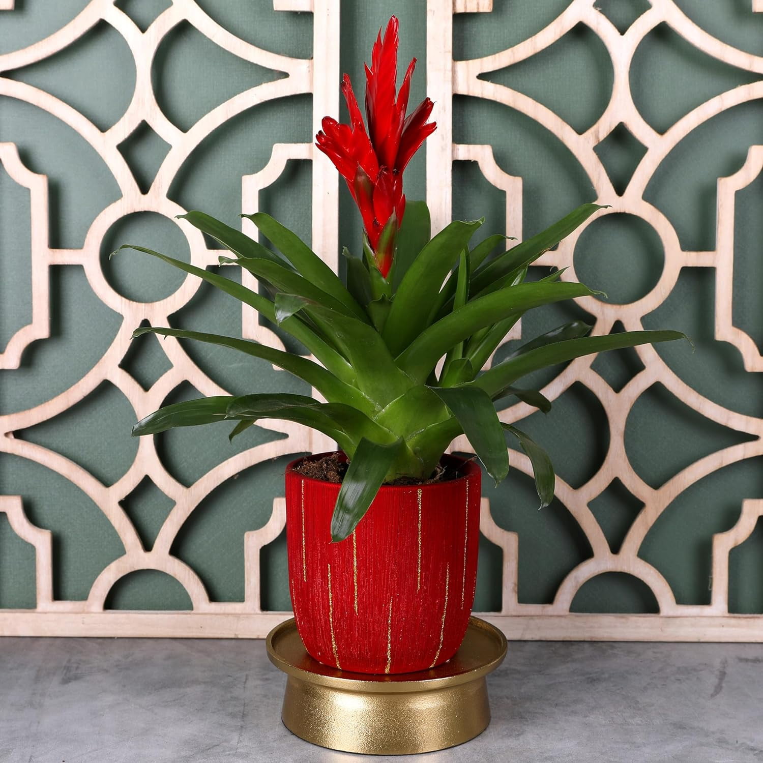 Just Add Ice 15" Tall Red Vriesea Bromeliad in 5" Red Ceramic Pot, Live Plant, Indirect Light, Indoor House Plant