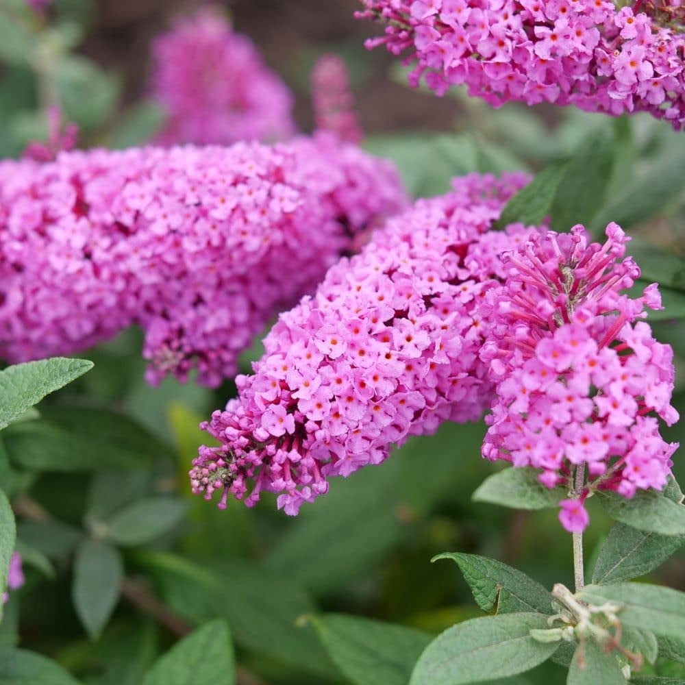 Proven Winners ColorChoice Pugster Pinker Buddleia Live Shrub (2 Gallon)