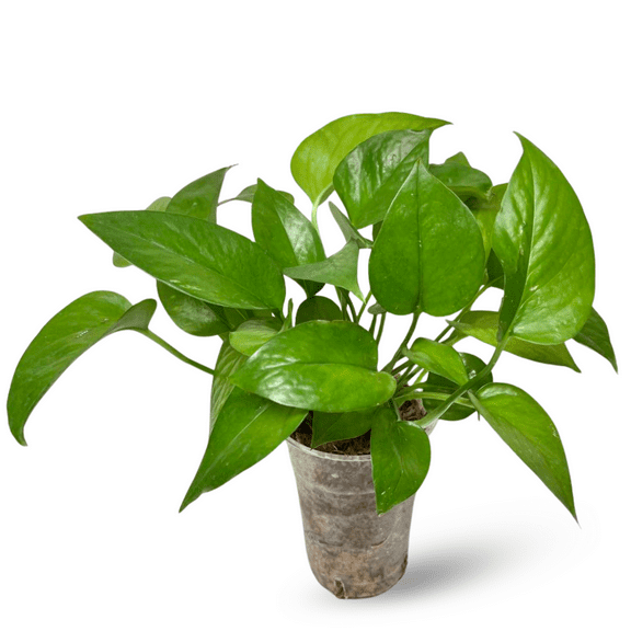 Pothos Live Plant, Jade Pothos Trailing Plant 3-5 Inch for Home or Office