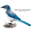 thumbnail image 3 of CafePress - Western Scrub Jay Mug - 11 oz Ceramic Mug - Novelty Coffee Tea Cup, 3 of 6