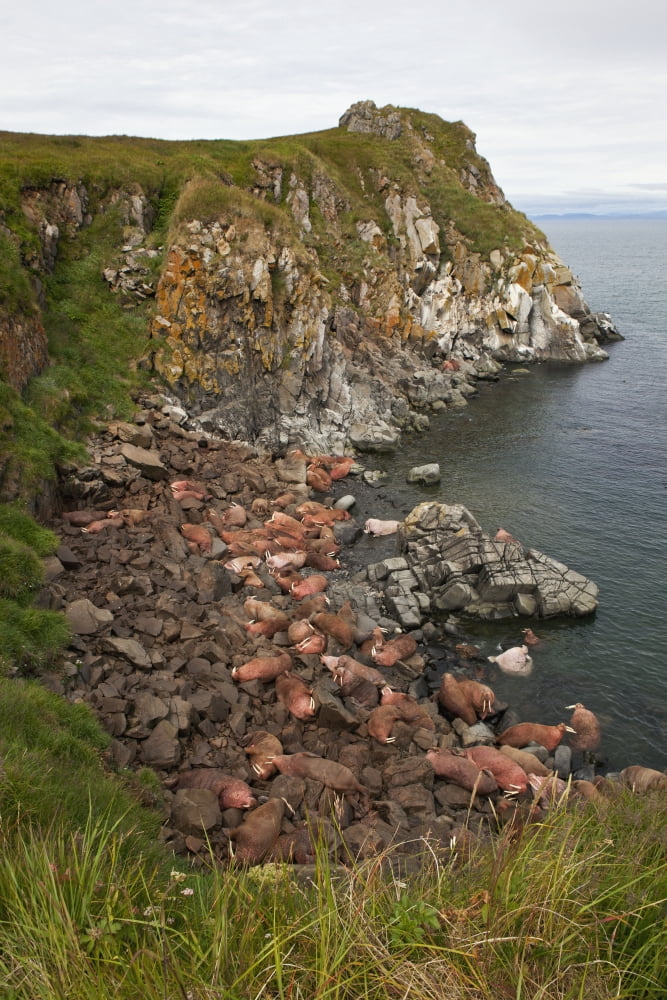 Scenic view of Pacific walrus (Odobenus rosmarus) hauled out on First Beach Walrus Islands State Game Sanctuary Round Island Bristol Bay Western Alaska USA Canvas Art - Gary Schultz Design Pics (12 x