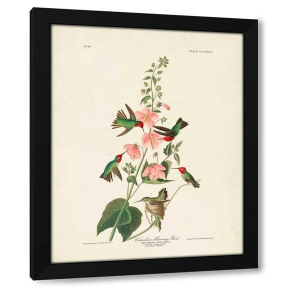 John James Audubon 12x14 Black Modern Wood Framed Wall Art Titled - Pl 425 Columbian Hummingbird