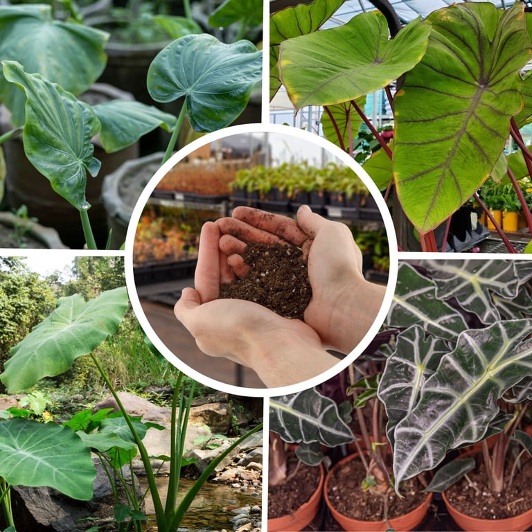 Elephant Ear Potting Soil Mix (8 Quarts), Colocasia and Alocasia Potted  Plant Blend
