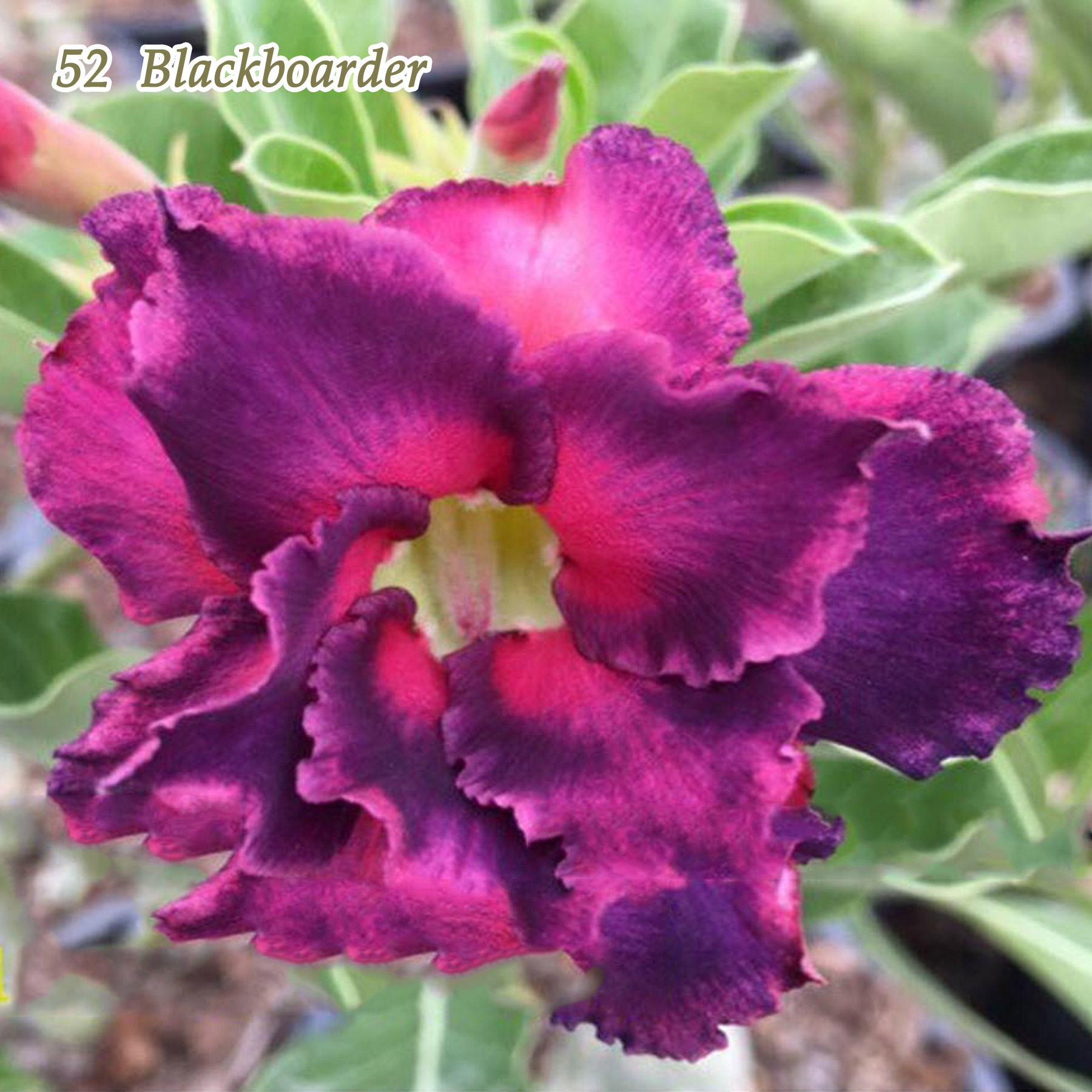 COZ Desert Rose Live Plant Adenium Obesum Double Flower