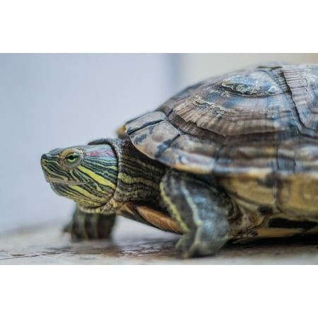 Red Eared Sliders Turtles - LAMINATED POSTER Turtle Animal Tortoise Amphibian Red Eared Slider Poster Print 24 x 36