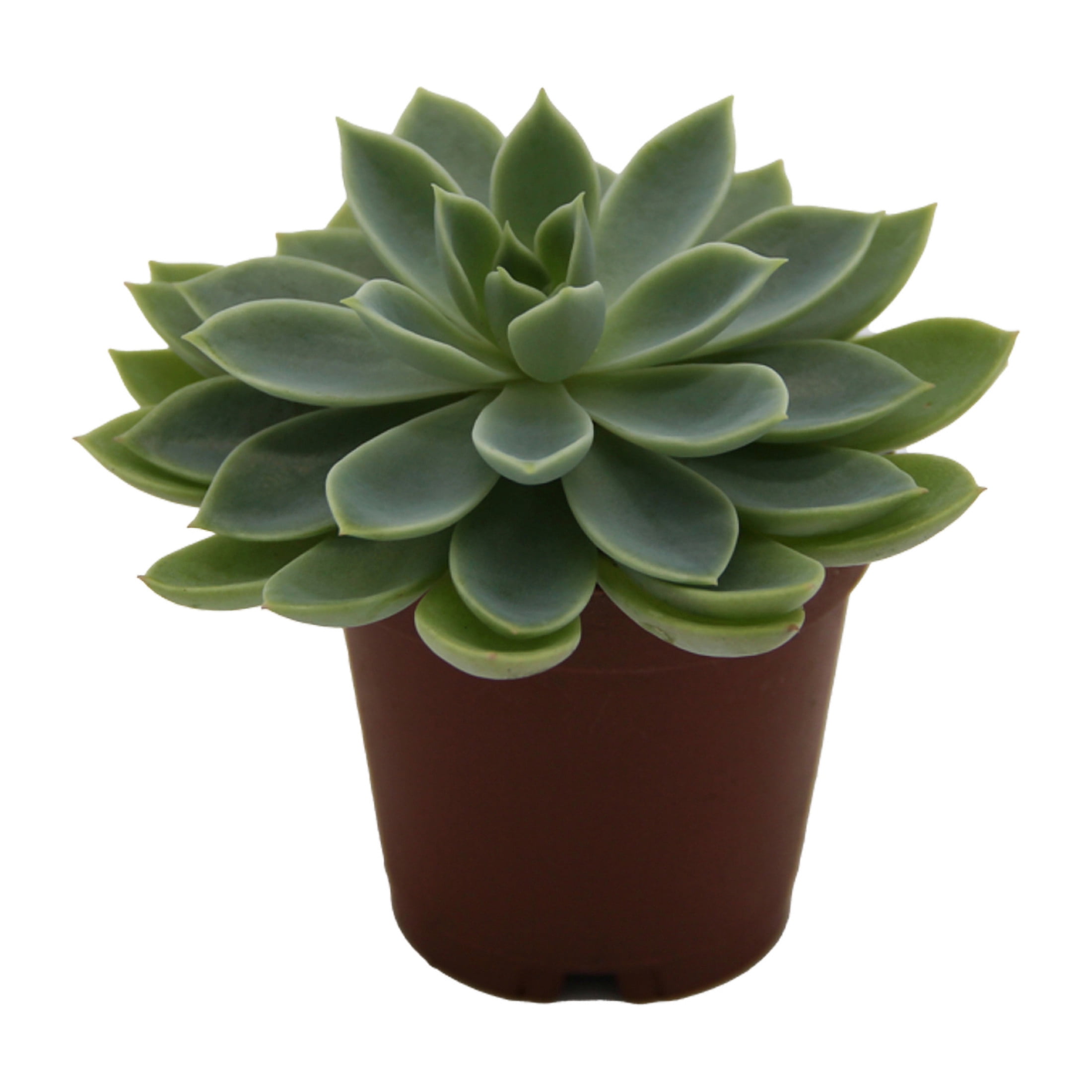 ReptiCulture Assorted Echeveria Desert 2" Pot 3 pk