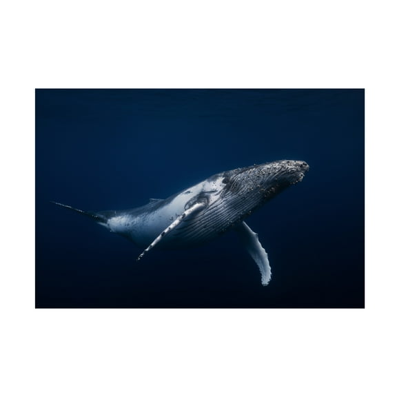Barathieu Gabriel 'Humpback Whale In Blue' Canvas Art