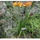 thumbnail image 5 of Weatherproof Metal Garden Markers - 25 Pack, 27cm Tall with 9x3cm Label Area for Plant Identification, 5 of 5