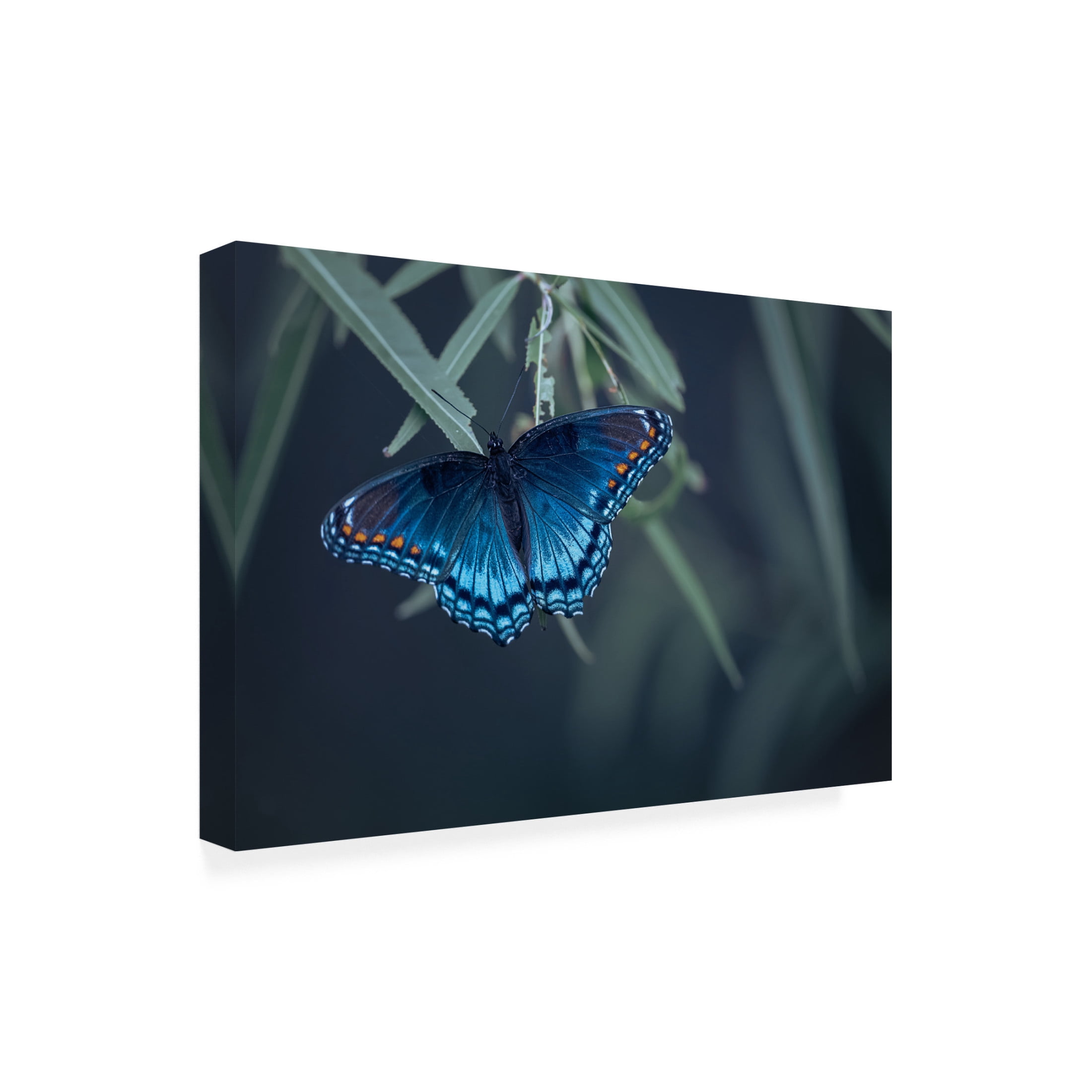 Trademark Fine Art Ivy Deng Butterfly Canvas Wall Art