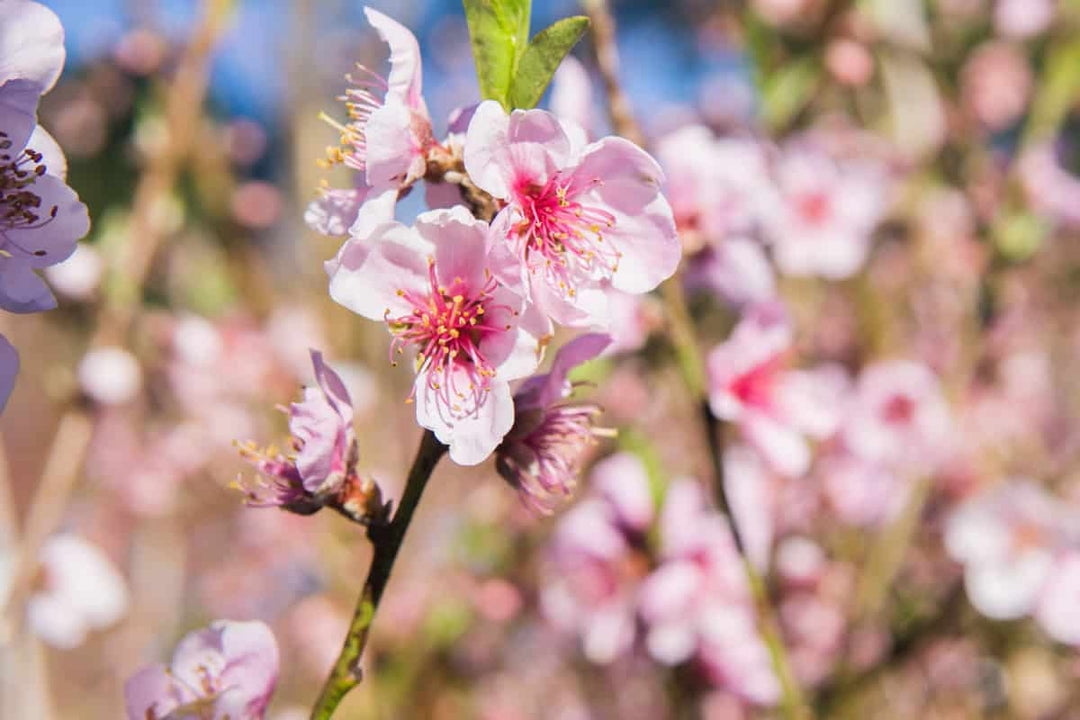 Flordaking Peach 4-5ft Tall, Delicious Fruit Live Plants, Heavy Fruit Producer