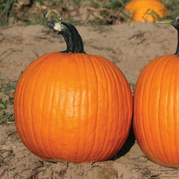 Pumpkin Seeds - Orange Sunrise Variety Pumpkin Treated Seeds - Non-GMO - 25 Seeds