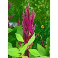 thumbnail image 5 of Earthcare Seeds - Amaranth Burgundy 200 Seeds (Amaranthus Cruentus) Heirloom - Open Pollinated, 5 of 5
