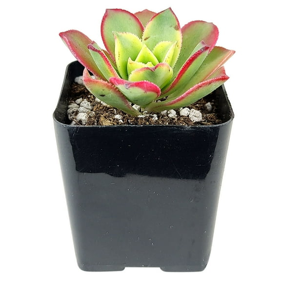 Aeonium Kiwi Haworthii (2"  Plastic Pot) - Tiny, Lovely, Easy to Care Rosette Succulents - Live Healthy Succulents