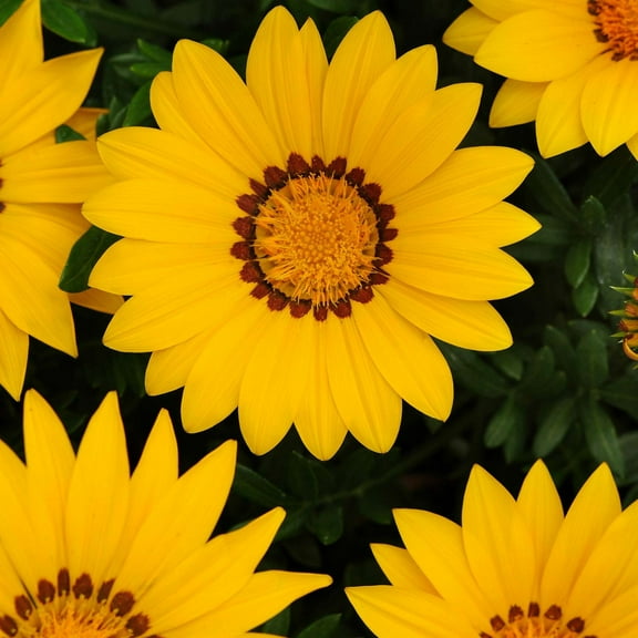 New Day Series Gazania Yellow ~25 Seeds (Coated) – Gazania splendens – Annual Flower – Drought Tolerant – 3–4" Blooms in Mixed Colors – Heat-Loving – Fast Growing – Also Known as Treasure Flower