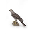 thumbnail image 2 of Autruche du Nord Debout sur une STATUE de Roche, 2 of 5