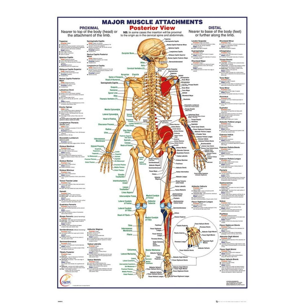 Human Body Muscle Attachments Posterior Poster - 24x36 - Walmart.com
