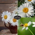 thumbnail image 3 of Shasta Daisy Seeds - 5 pack - Non-GMO Heirloom Full Sun Perennial Flower, 3 of 8