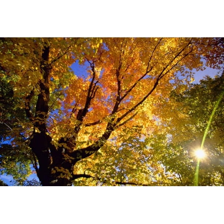 - Sunlight Shining through Sugar Maple Leaf Canopy Print Wall Art By Momatiuk - Eastcott