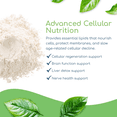 thumbnail image 5 of Return Healthy Phospholipid Synergy Powder | Antioxidant Powder for Cellular Repair | Brain Supplements for Memory and Focus | Liver Detox Supplements with an Advance Cleansing Formula | 270 g, 5 of 9