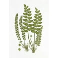 thumbnail image 2 of Anonymous 11x14 Gold Ornate Wood Framed with Double Matting Museum Art Print Titled - Sea Spleenwort, 2 of 4