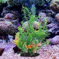 thumbnail image 1 of BESTYASH 2Ud Accesorios De Acuario Artificiales Para Natural, 1 of 6