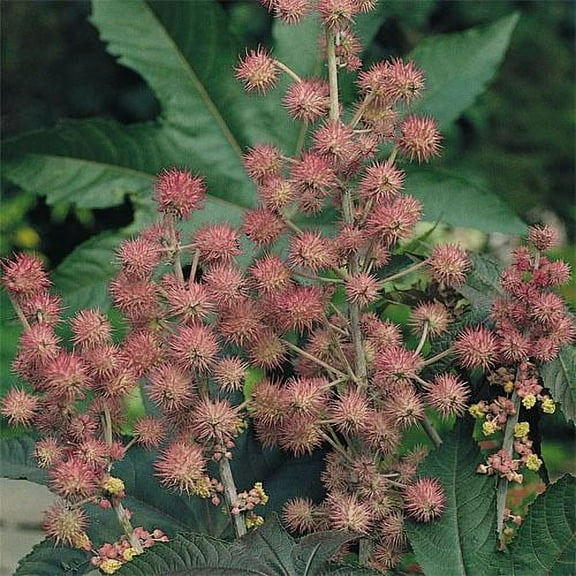 Outsidepride Bright Pink Ricinus Communis Castor Bean Seeds - 30 Seeds