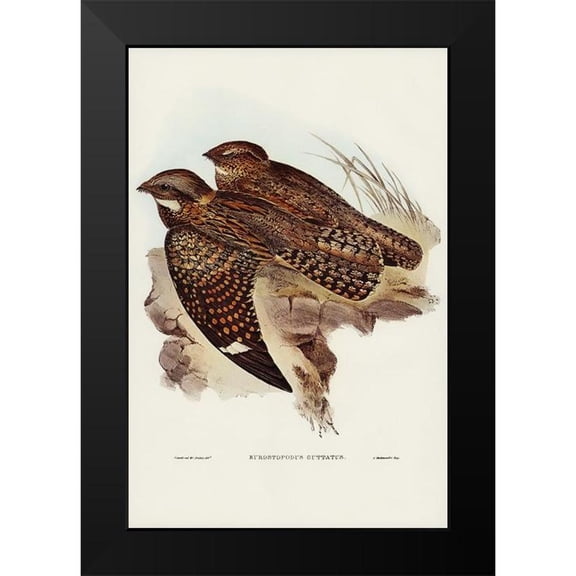 Gould, John 11x14 Black Modern Framed Museum Art Print Titled - Spotted Goat-sucker-Eurostopodus guttatus