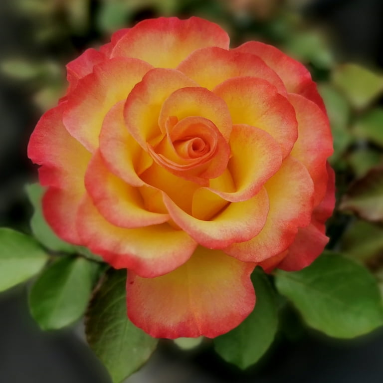 True Bloom 'True Sincerity' PP28929 Pink & Yellow Rose Bush