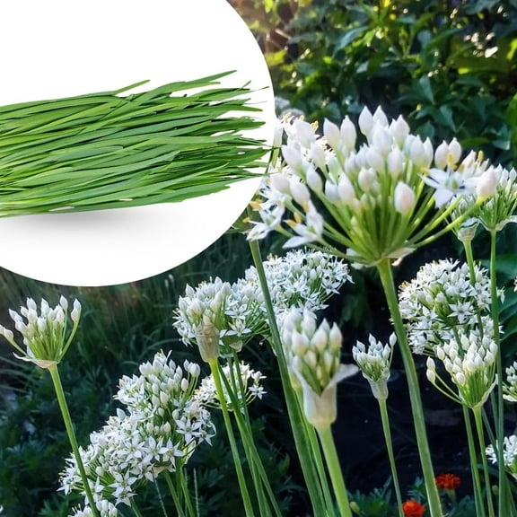 Garlic Chives Live Plant, Herb for Outdoor or Indoor Growing, Garlic Chives Plant 4-6 Inches