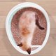 thumbnail image 5 of Caja De Arena Para Gatos Con Forma De Huevo, Caja De Arena Para Gatos, Bandeja Para Gatos Con Marco Grande Con Pala Noticed PT001316-00, 5 of 6