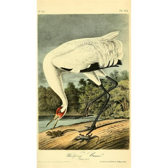 Printable Heaven PPHPDP82355LARGE Birds of America 1844 Whooping Crane Poster Print by J.J. Audubon, 24 x 36 - Large