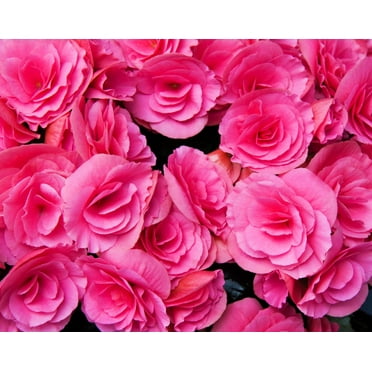 10 Seeds BRIGHT PINK DOUBLE BEGONIA Tuberosa Tuberous Begonia Shade Flower Seeds