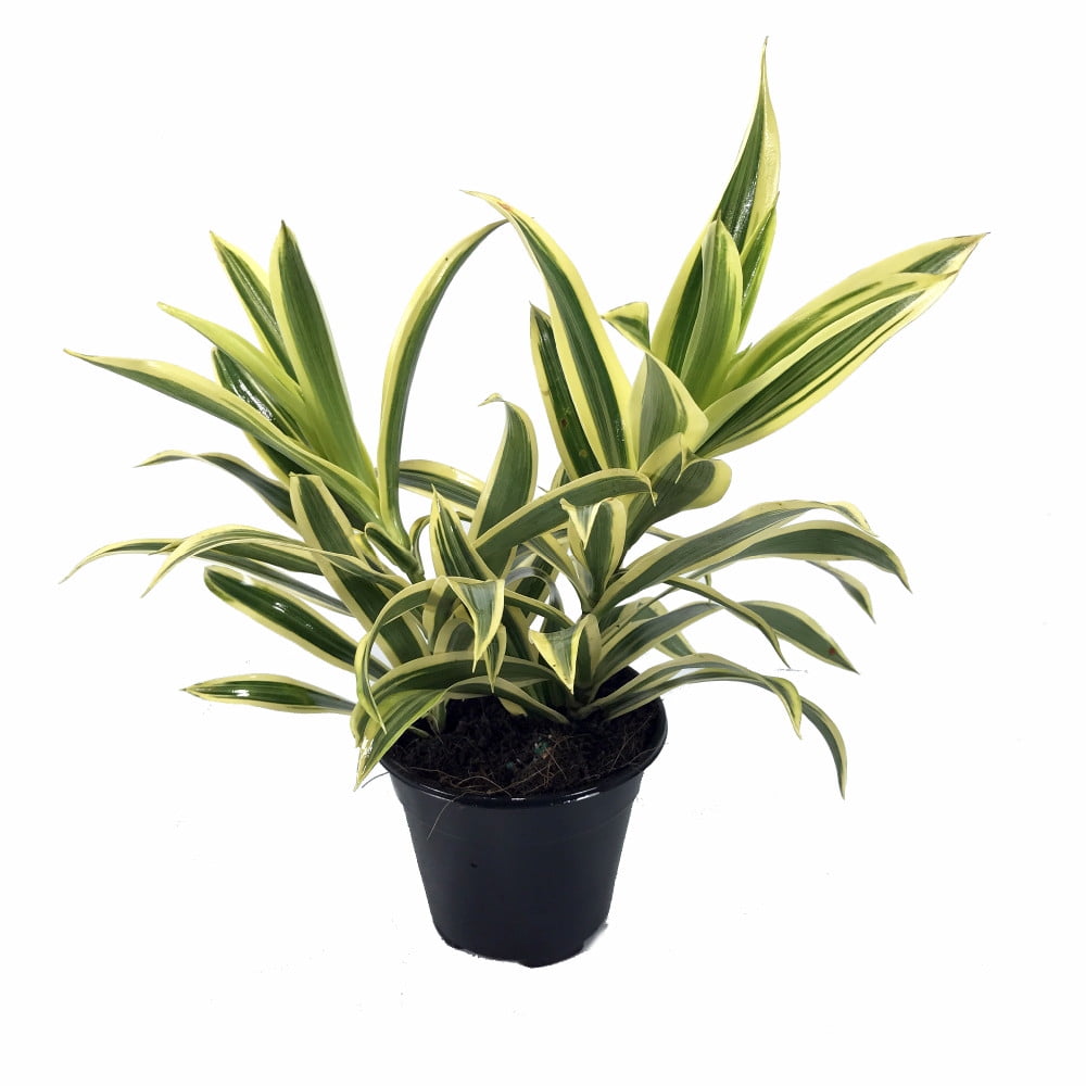 Song of India Dragon Tree Pleomele Dracaena 4&quot; Pot