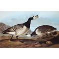 thumbnail image 2 of Audubon, John James 32x22 White Modern Wood Framed Museum Art Print Titled - Barnacle Goose, 2 of 4