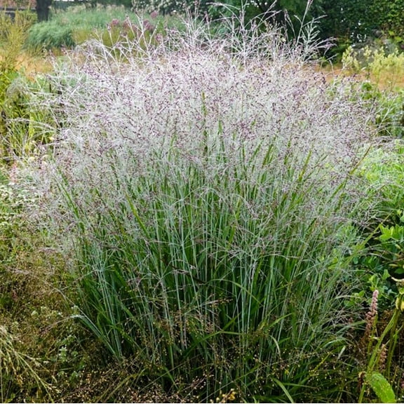 Direct Gardening Purple Tears Switch Ornamental Grass Dormant Bare Root Perennial Starter Plant