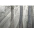 thumbnail image 2 of Jaynes Gallery 24x17 White Modern Wood Framed Museum Art Print Titled - Washington State-Seabeck God rays and fog in forest, 2 of 4