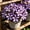 c, variant on Desert Rose-Easy Grow-Low Maintenance-Ideal for Beds Borders,Plant Pots & Planters