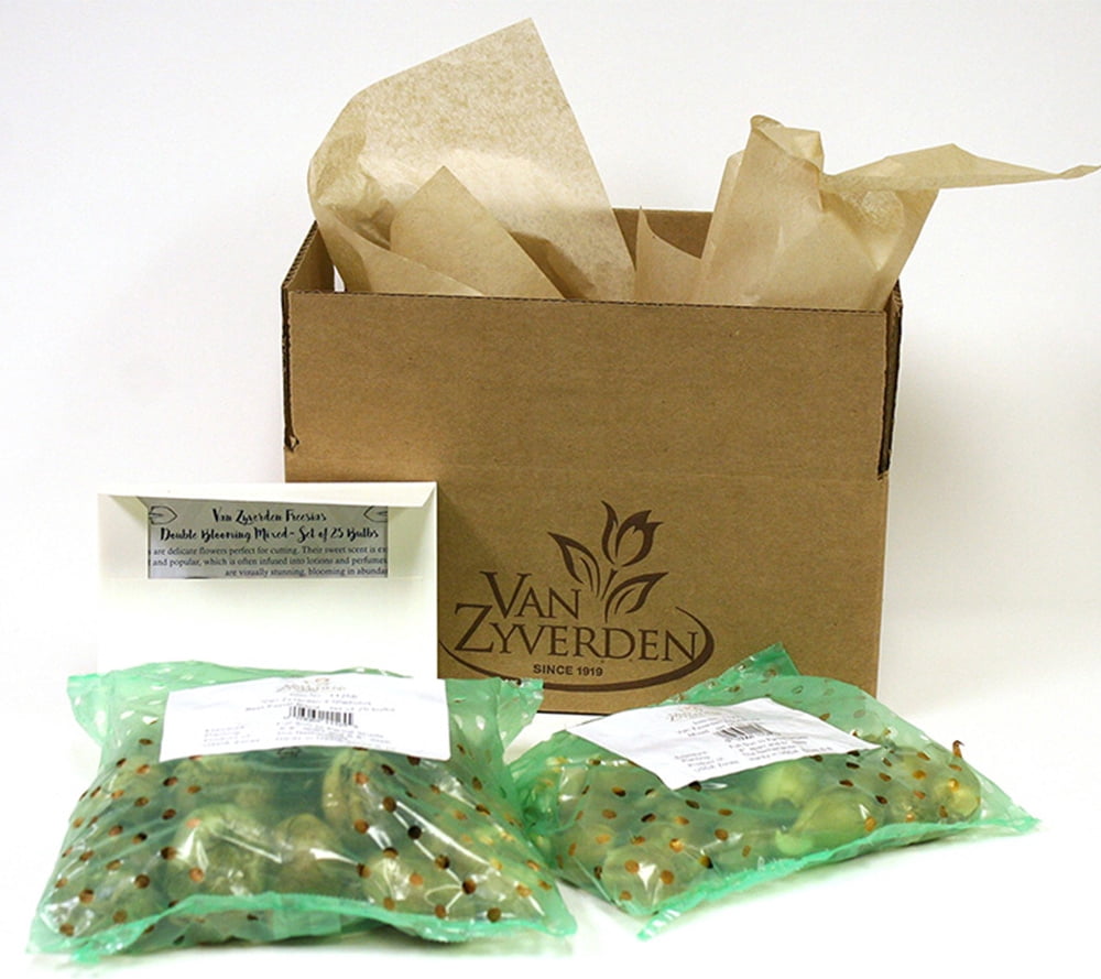 Van Zyverden Lilies Day & Night Collection Set of 12 Bulbs Multicolor Partial Sun Perennial Easy to Grow 2 lbs