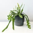 thumbnail image 4 of 'Ric Rac' Fishbone Cactus, 4 of 6