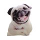thumbnail image 1 of Ounissouiy Almohada con forma de perro de poliéster realista para amantes de los perros y dueños de mascotas, almohada con forma de cachorro 3D Animales de peluche y juguetes de peluche shar-pei, 1 of 6