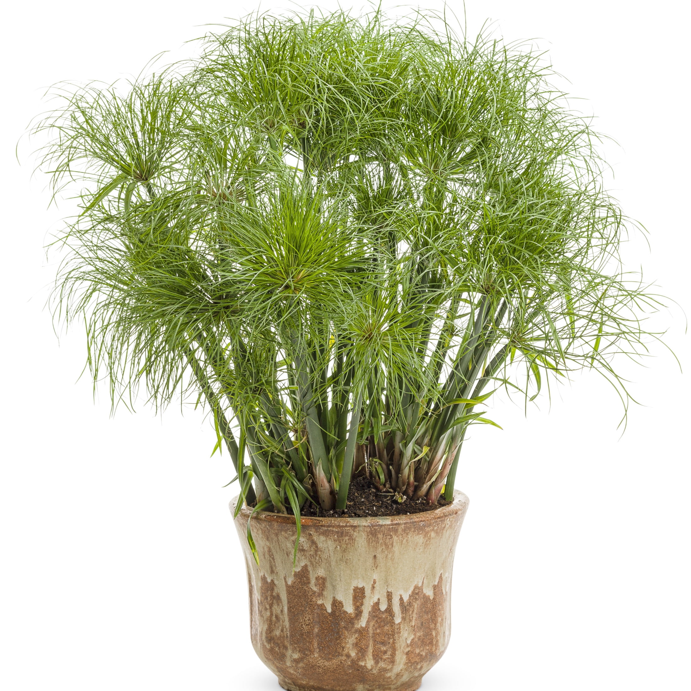 Proven Winners 5" Graceful Grasses Prince Tut Dwarf Egyptian Papyrus Live Plant in 4.5" Pot (4 Count)